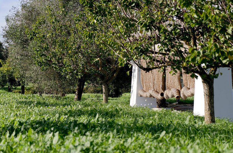 garden with trees ibiza villa rental